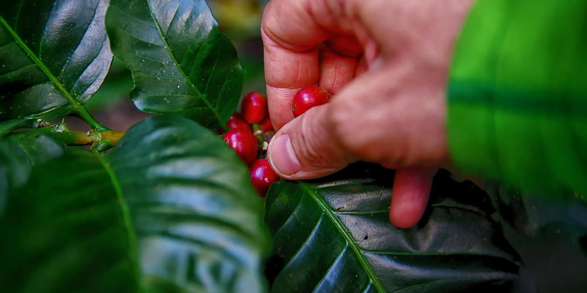 Picking Coffee